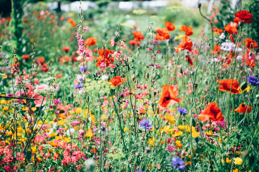 Juicing and Other Remedies for Early Summer Allergies